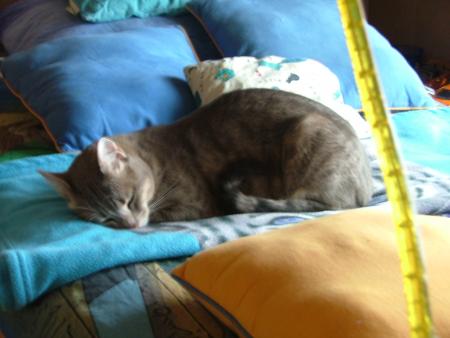 mon chat