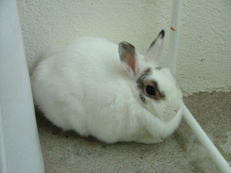 mon lapin